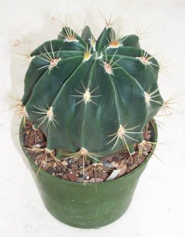 ferocactus_electracanthus